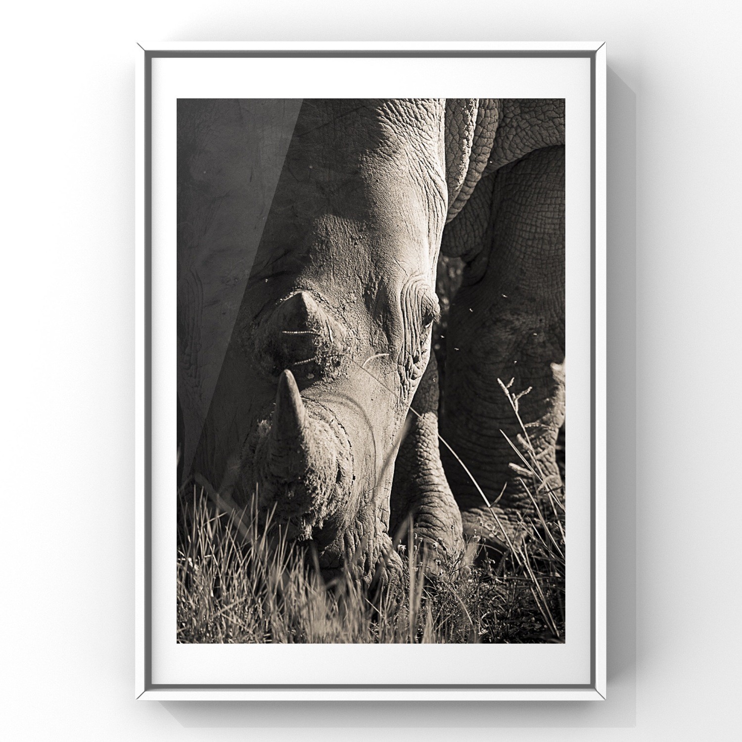 Rhino Fine Art Print - In A3 to A0