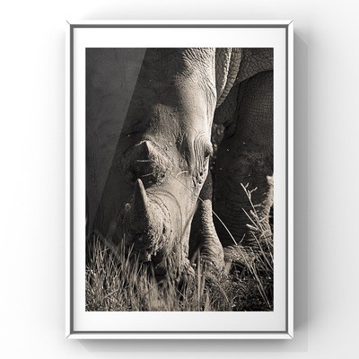 Rhino Fine Art Print - In A3 to A0