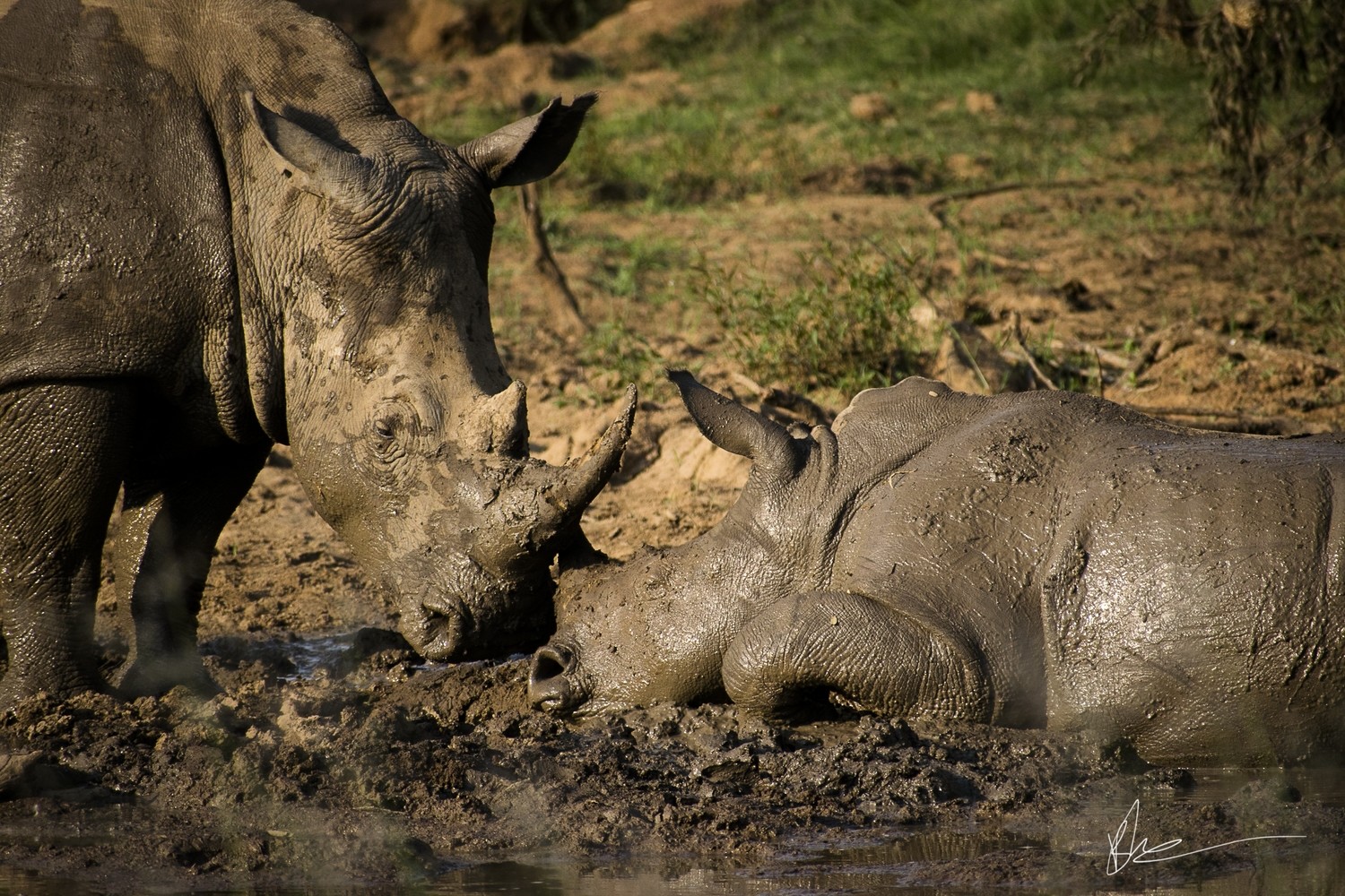 Rhino Fine Art Print - In A4 to A0