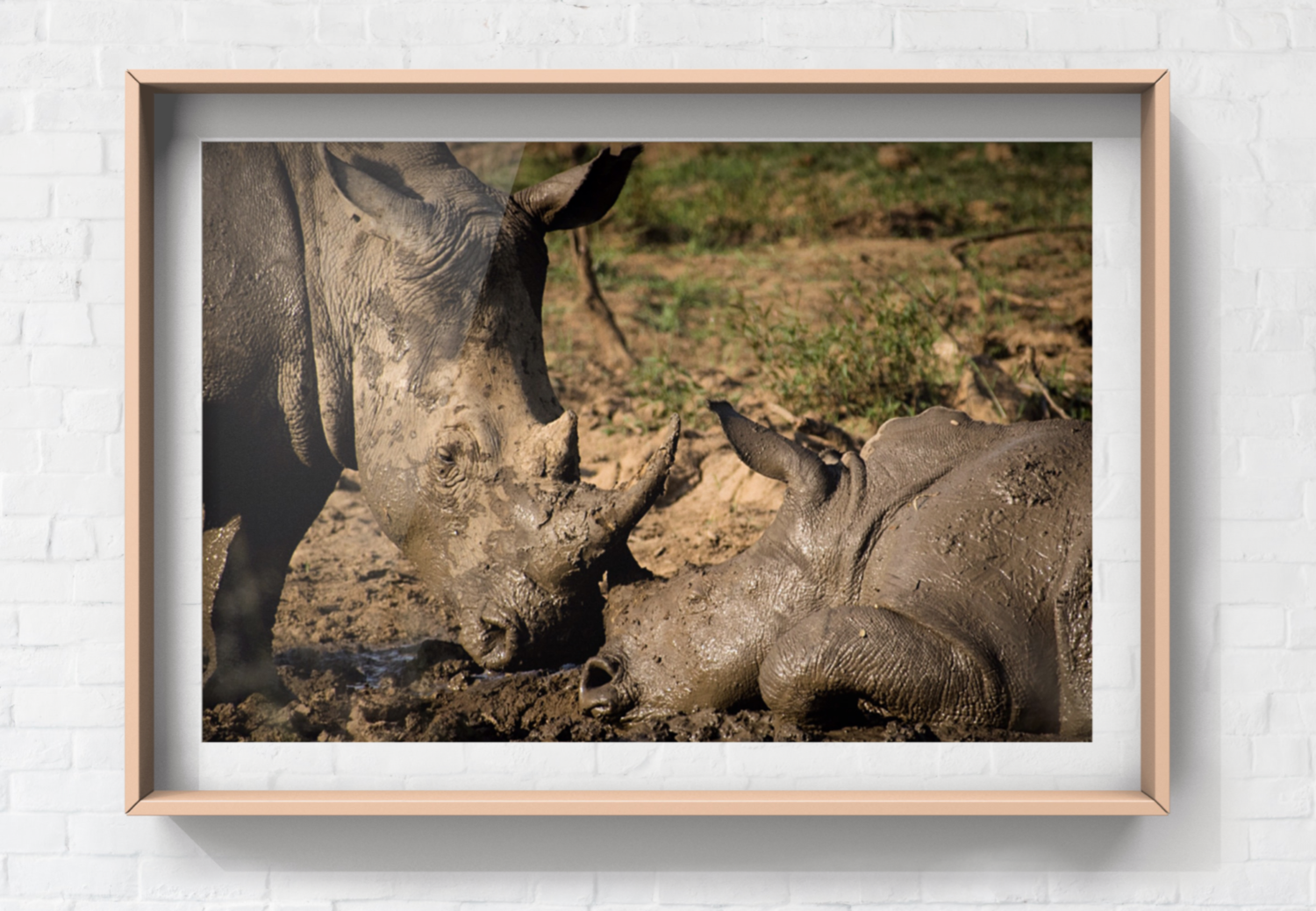 Rhino Fine Art Print - In A4 to A0