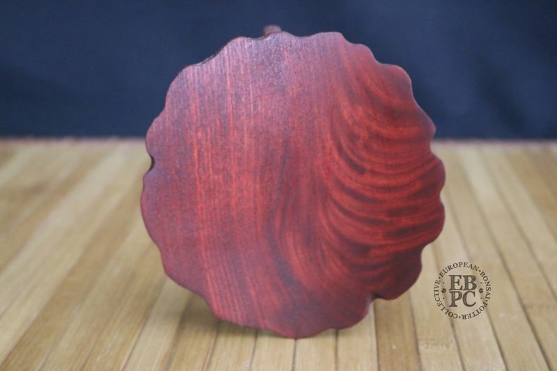 Ikigai Bonsai Stands - Ne Taku / Root Stand; 12.8cm; Handcrafted Display Stand; Elm Wood; Refined Finish; Marked 'Ikigai'