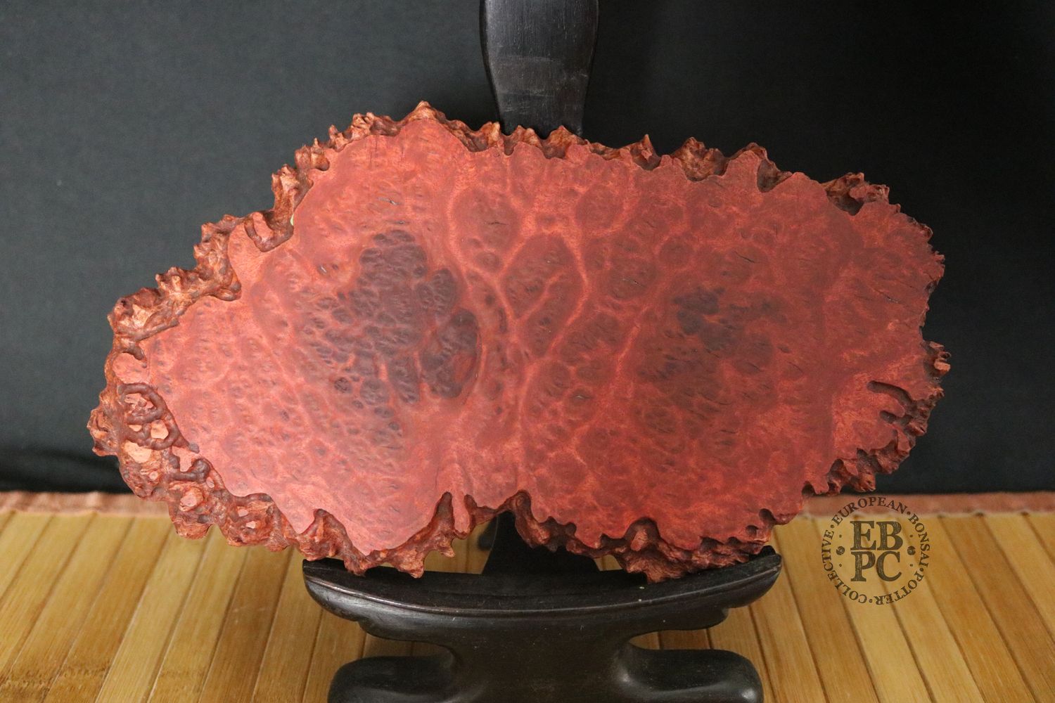 Ikigai Bonsai Stands  - Jitta / Bonsai Display Plate; 26cm; Handcrafted Display Stand; Red Mallee Burl; Refined Finish; Marked 'Ikigai'