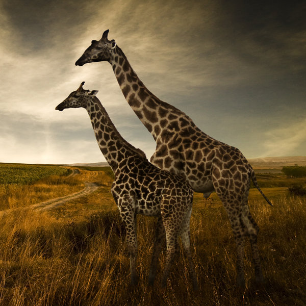 AFRICA