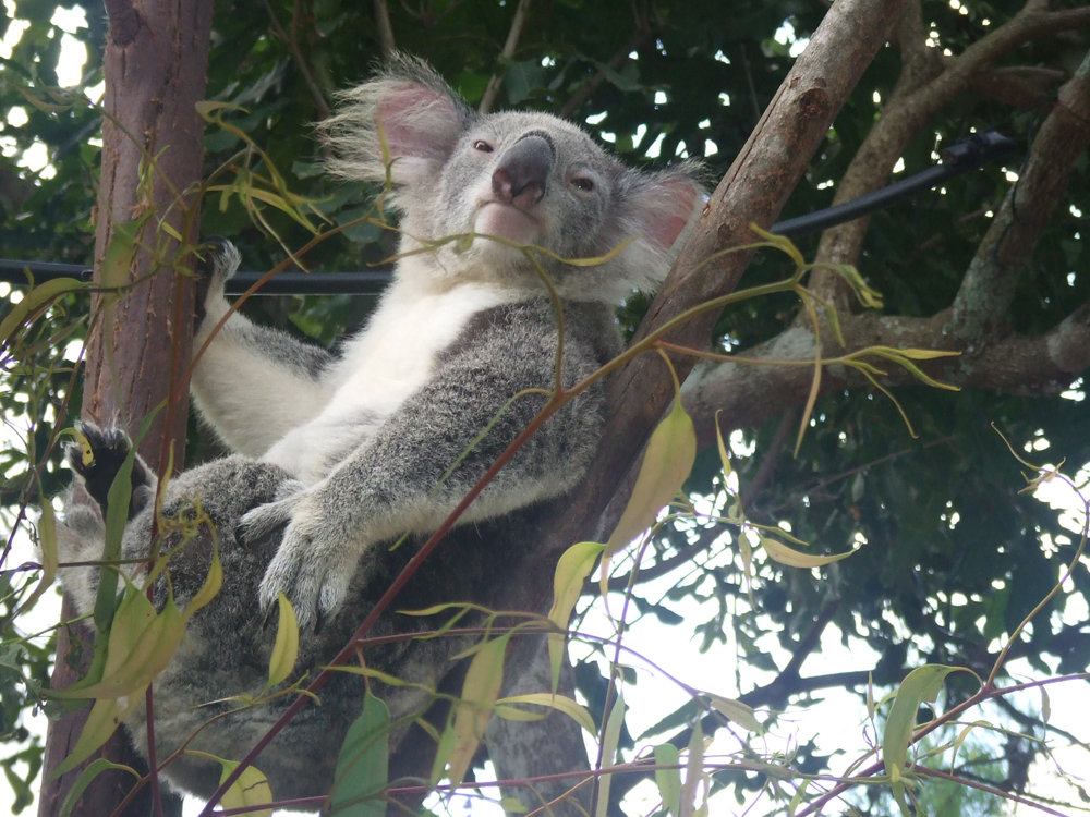 AUSTRALIA