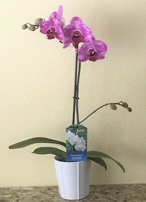 5" Phalaenopsis in Ceramic Pot - Shipping