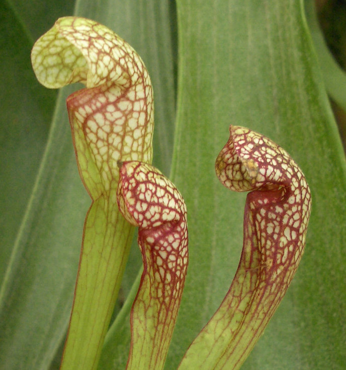 Saracenia