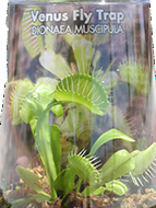 Venus Fly Traps