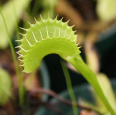 Venus Fly Traps