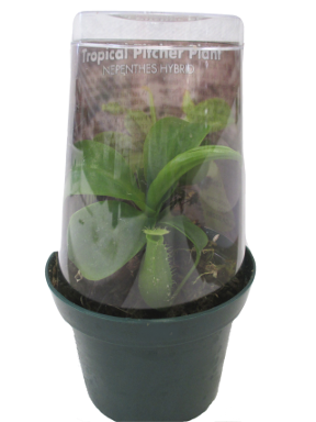Nepenthes - Shipping