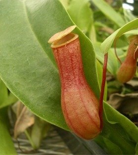 Nepenthes - Shipping