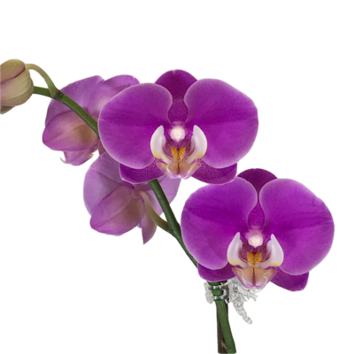 Orchids