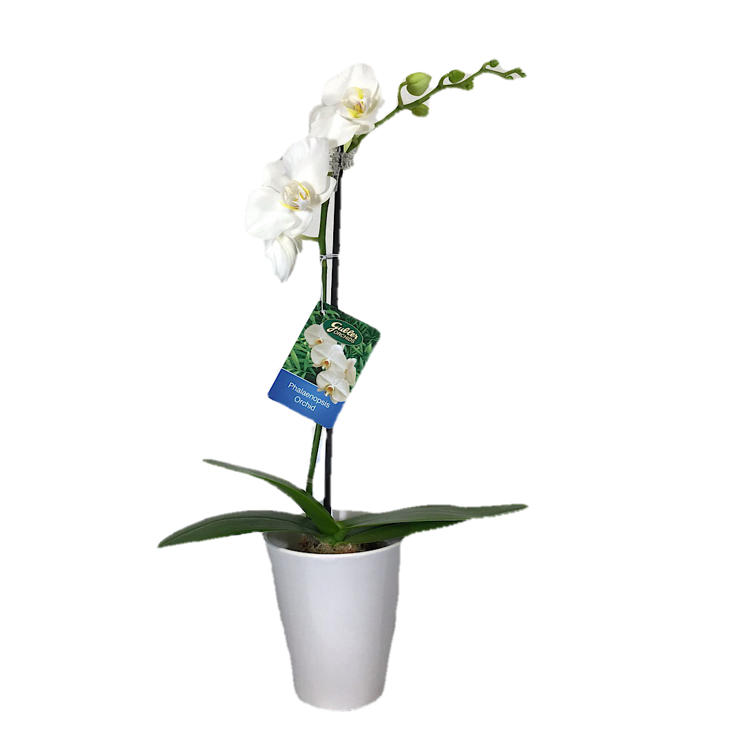 3&quot; Phalaenopsis in Ceramic pot - Shipping, Select Color Family. Note: actual hybrids will not match the photo.: White