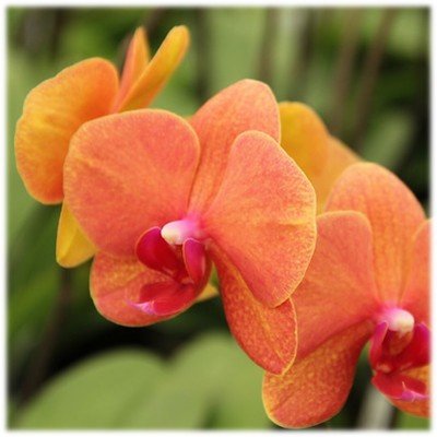 Phalaenopsis