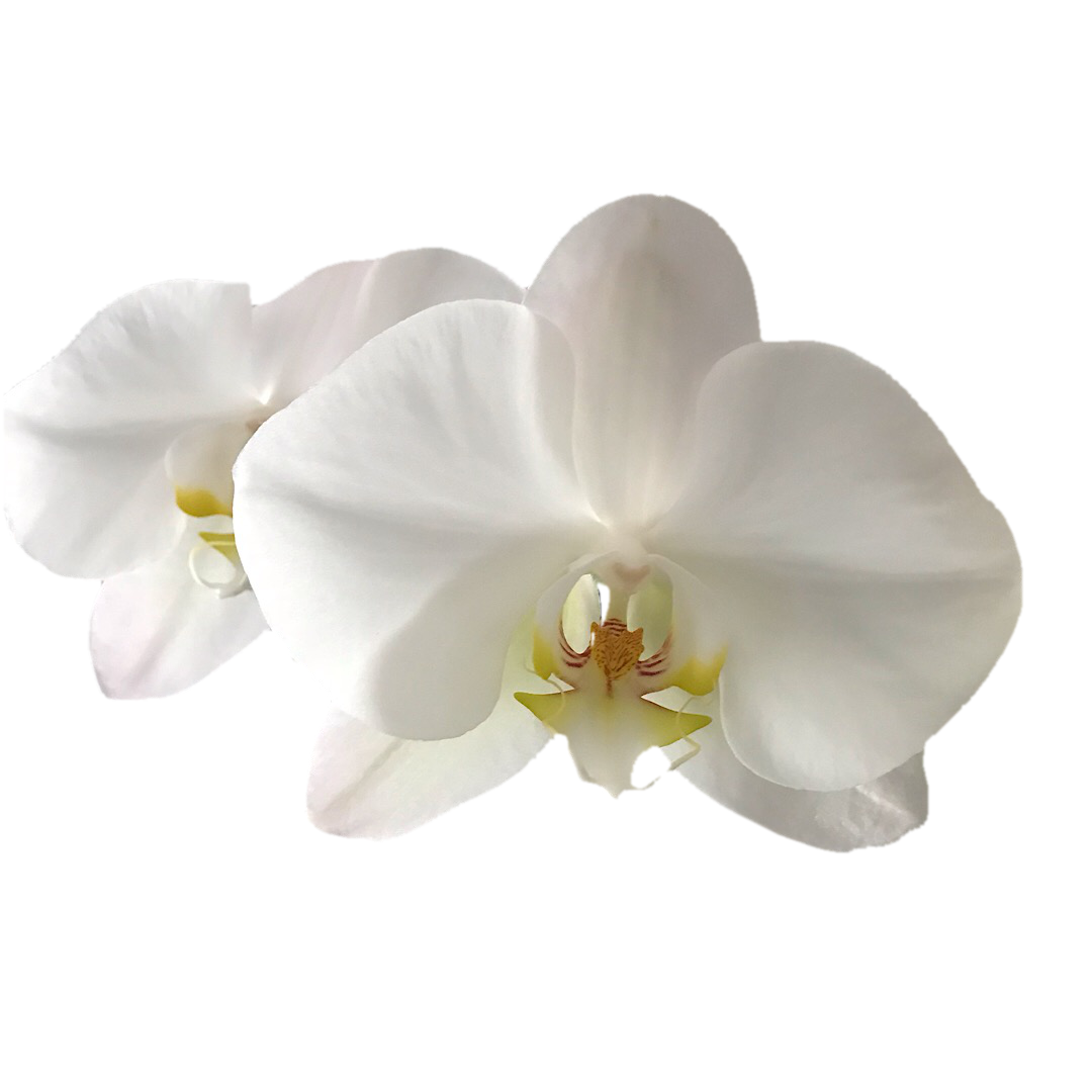 5&quot; Phalaenopsis in Ceramic Pot - Shipping, Select Color Family.  Note: hybrid will vary from image shown: White