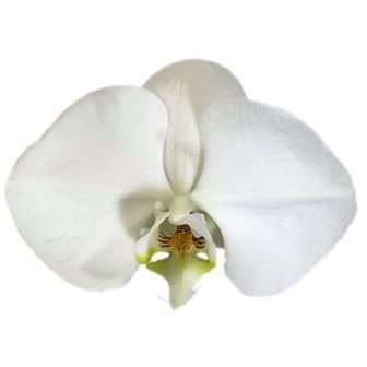 3" Phalaenopsis in Ceramic pot - Shipping