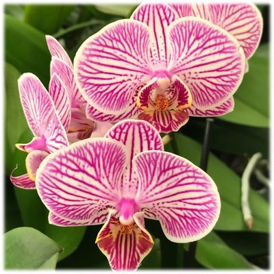 5&quot; Phalaenopsis in Ceramic Pot - Shipping