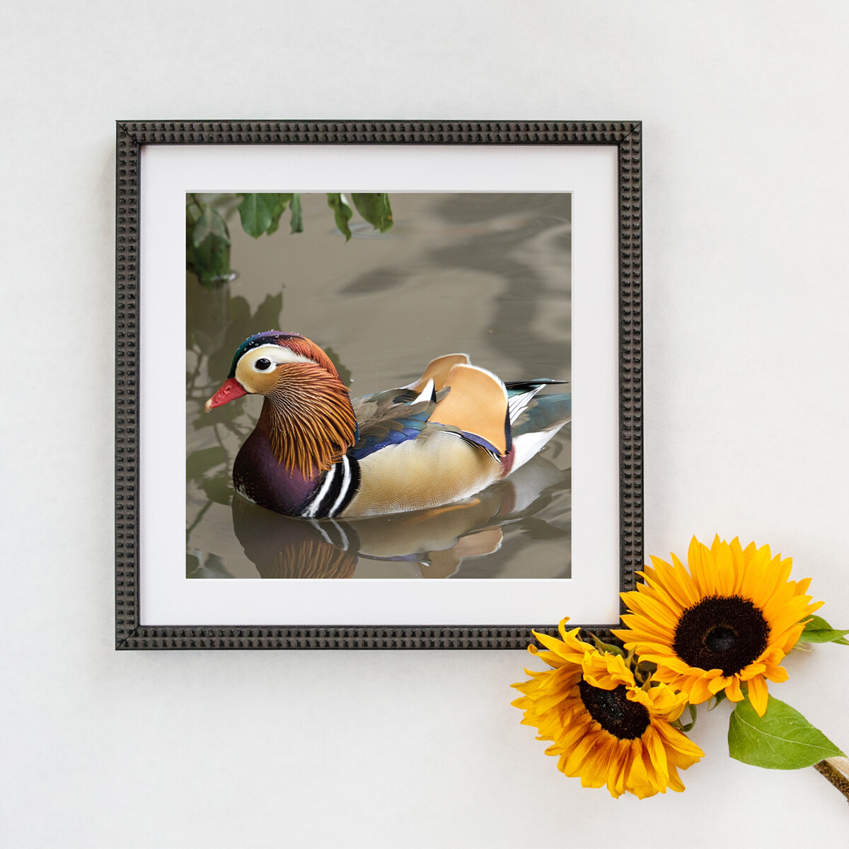 Mandarin Duck Framed Print Mandarin Duck Framed Print
