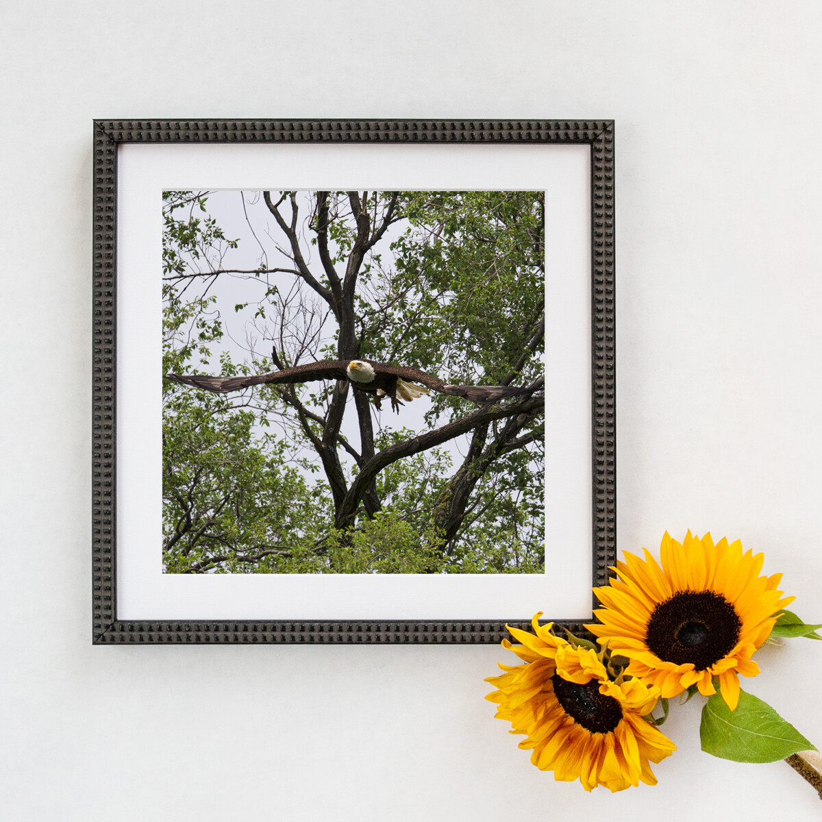 Bald Eagle #3147 Framed Print Bald Eagle #3147 Framed Print