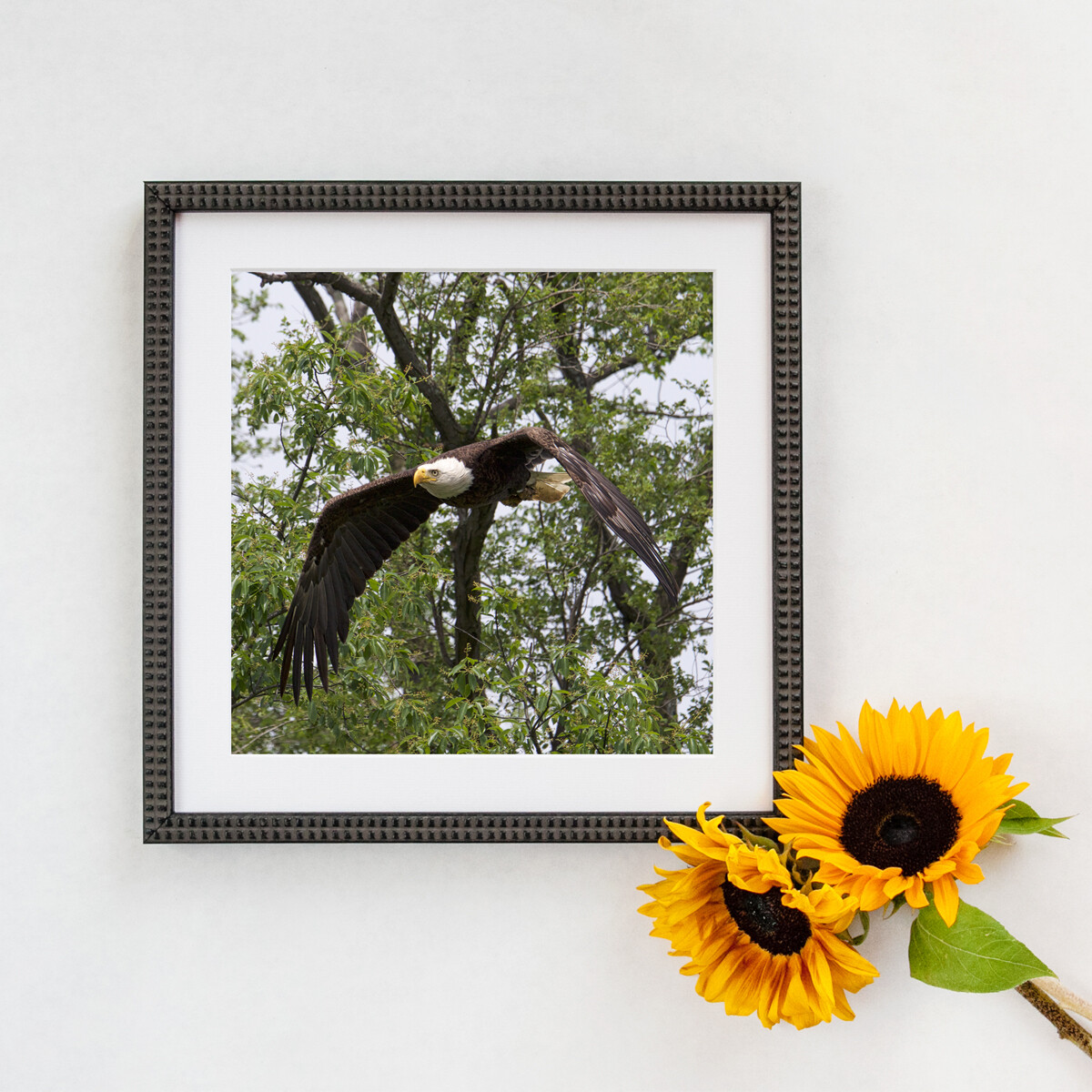 Bald Eagle #3158 Framed Print Bald Eagle #3158 Framed Print