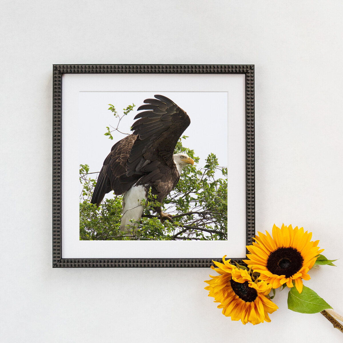 Bald Eagle #3515 Framed Print Bald Eagle #3515 Framed Print