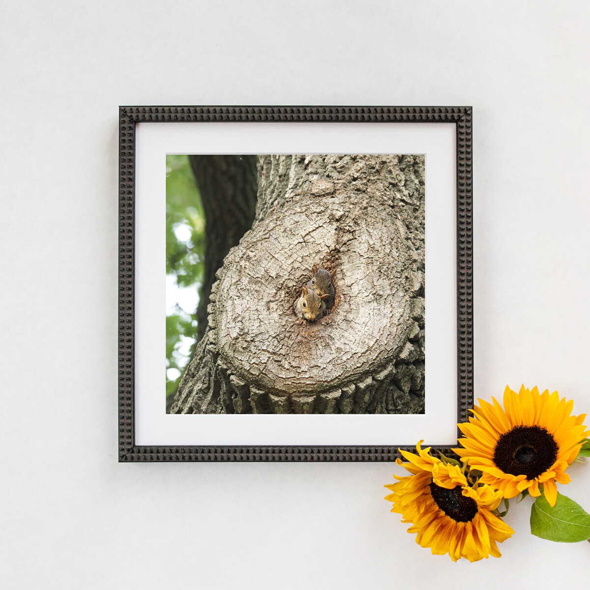 Grey Squirrels in Central Park 2019 Framed Print Grey Squirrels in Central Park 2019 Framed Print