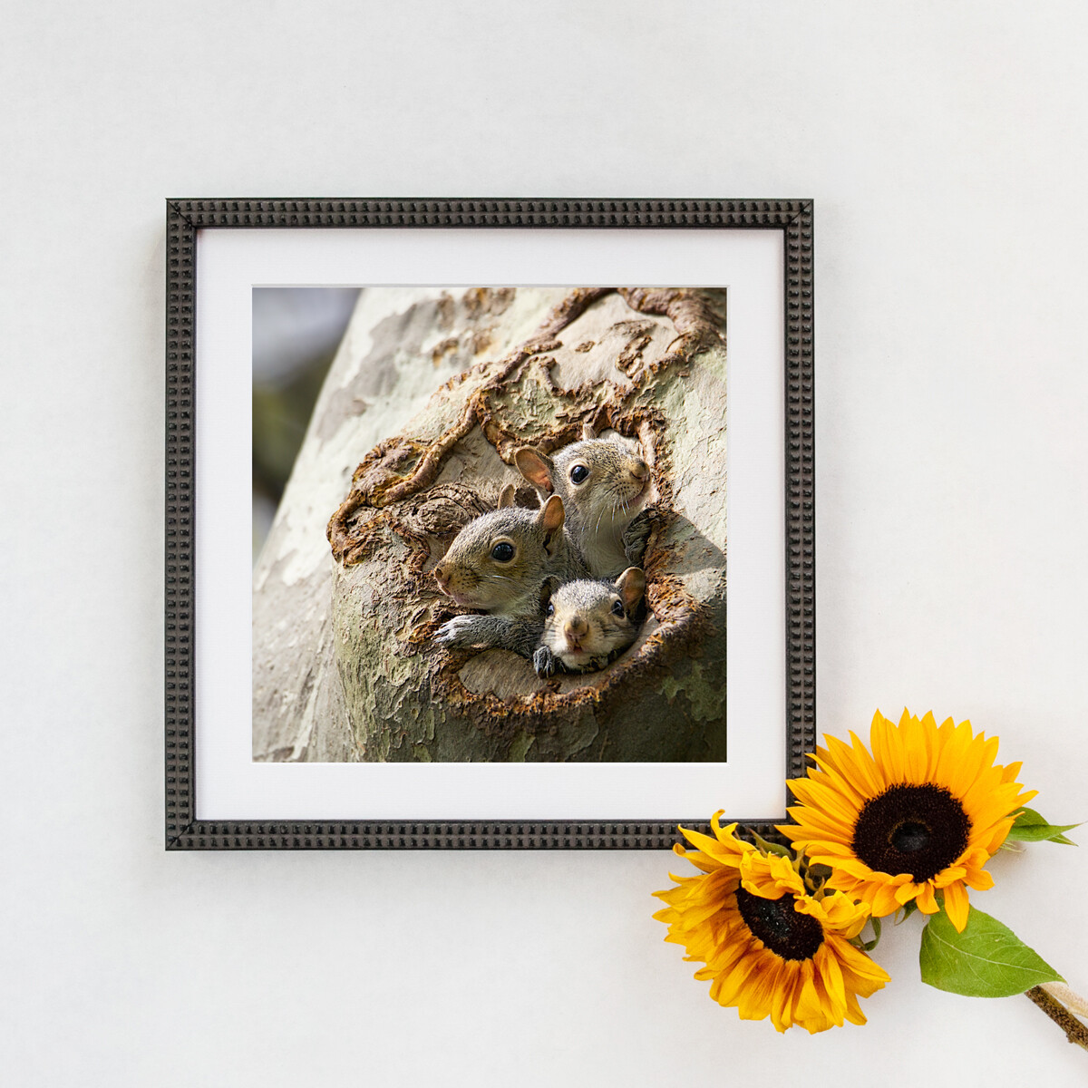 Grey Squirrels in Central Park 9948 2019 Framed Print Grey Squirrels in Central Park 9948 2019 Framed Print