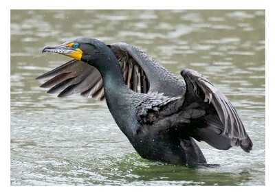 Greeting Card - Double Crested Cormorant Greeting Card - Double Crested Cormorant