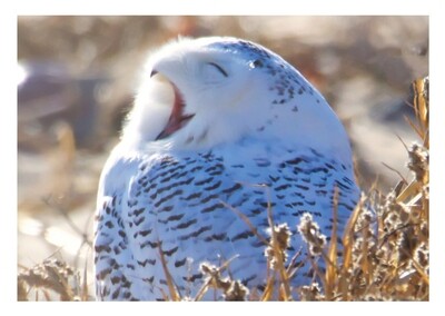 Greeting Card - Snowy Owl