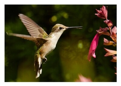 Greeting Card - Ruby-throated Hummingbird Greeting Card - Ruby-throated Hummingbird
