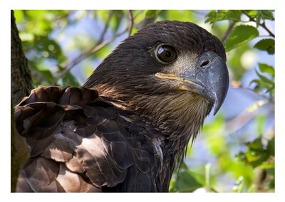 Greeting Card - Juvenile Bald Eagle