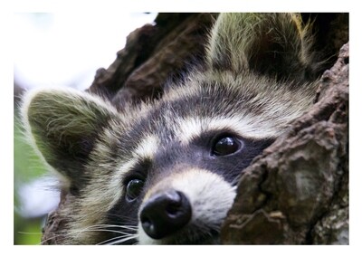 Greeting Card - Raccoon Portrait