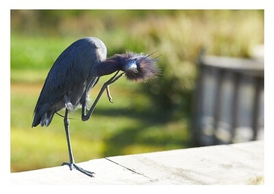 Greeting Card - Little Blue Heron Greeting Card - Little Blue Heron