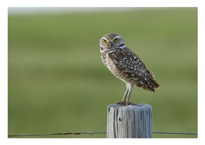 Greeting Card- Burrowing Owl
