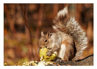 Greeting Card - Gray Squirrel Eating