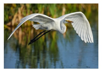 Greeting Card - Great Egret