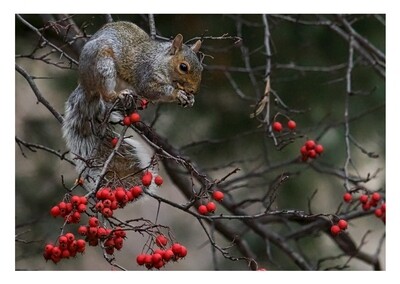 Greeting Cards - Gray Squirrel Eating in Tree