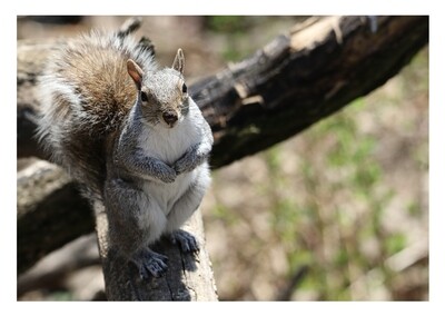 Greeting Card - Gray Squirrel