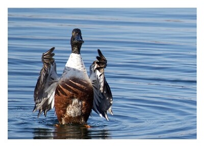 Greeting Card - Northern Shoveler Greeting Card - Northern Shoveler