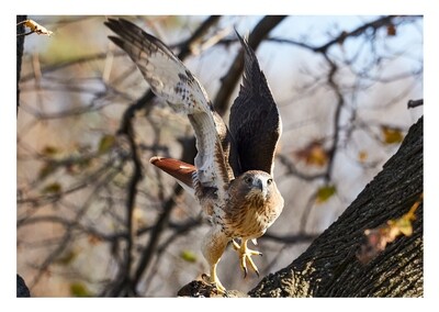 Greeting Card - Red-tail Hawk