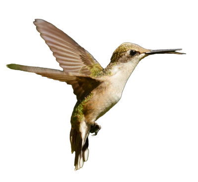 Magnet - Ruby-throated Hummingbird