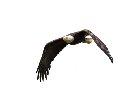 Magnet - Flying Bald Eagle