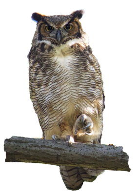 Magnet - Barred Owl