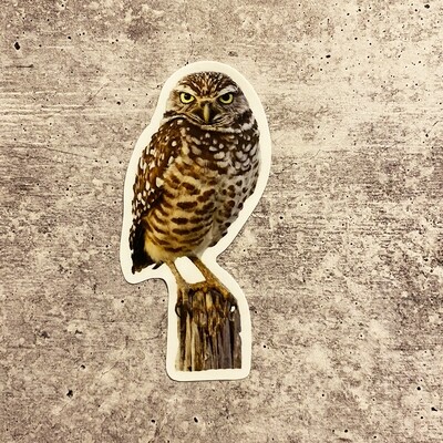 Sticker - Burrowing Owl