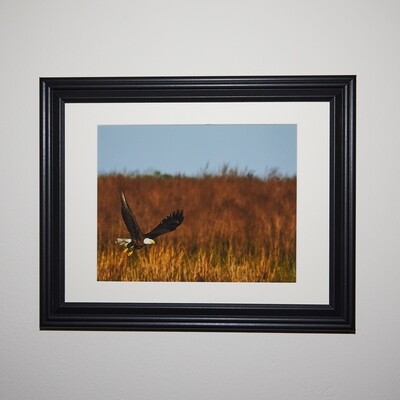 Flying Bald Eagle Framed Print