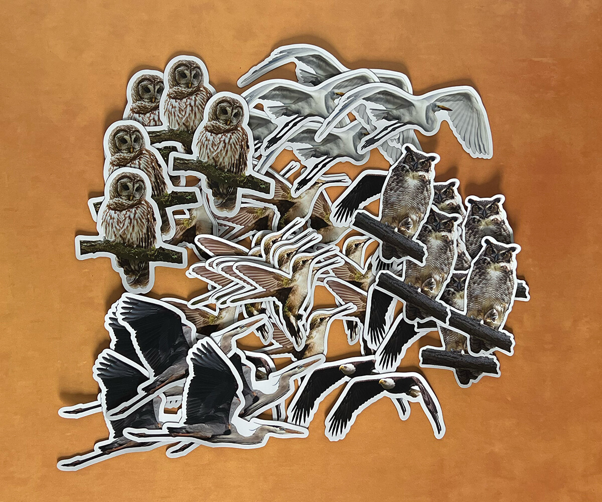 Decorative Magnets Set of 6