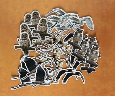 Decorative Magnets Set of 6