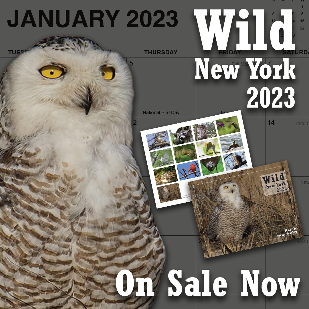 Wild New York Calendar 2021 - Wild New York 2022 Calendar - Photography by  Dennis Newsham