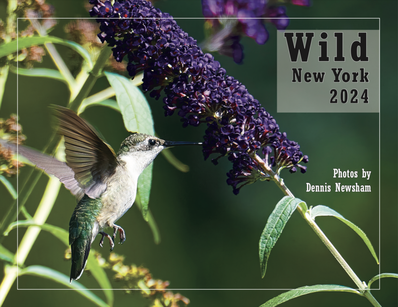 Wild New York 2024 Calendar