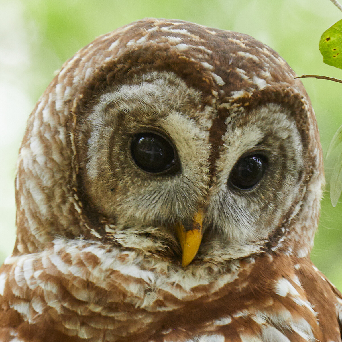 Barred Owl Special Edition Framed Print 16 x 20