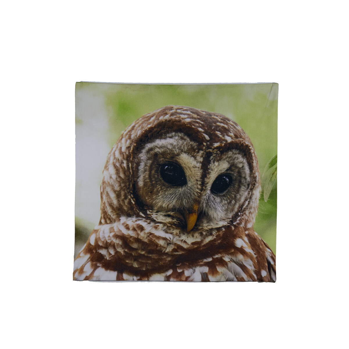 Pillow Cover - Barred Owl